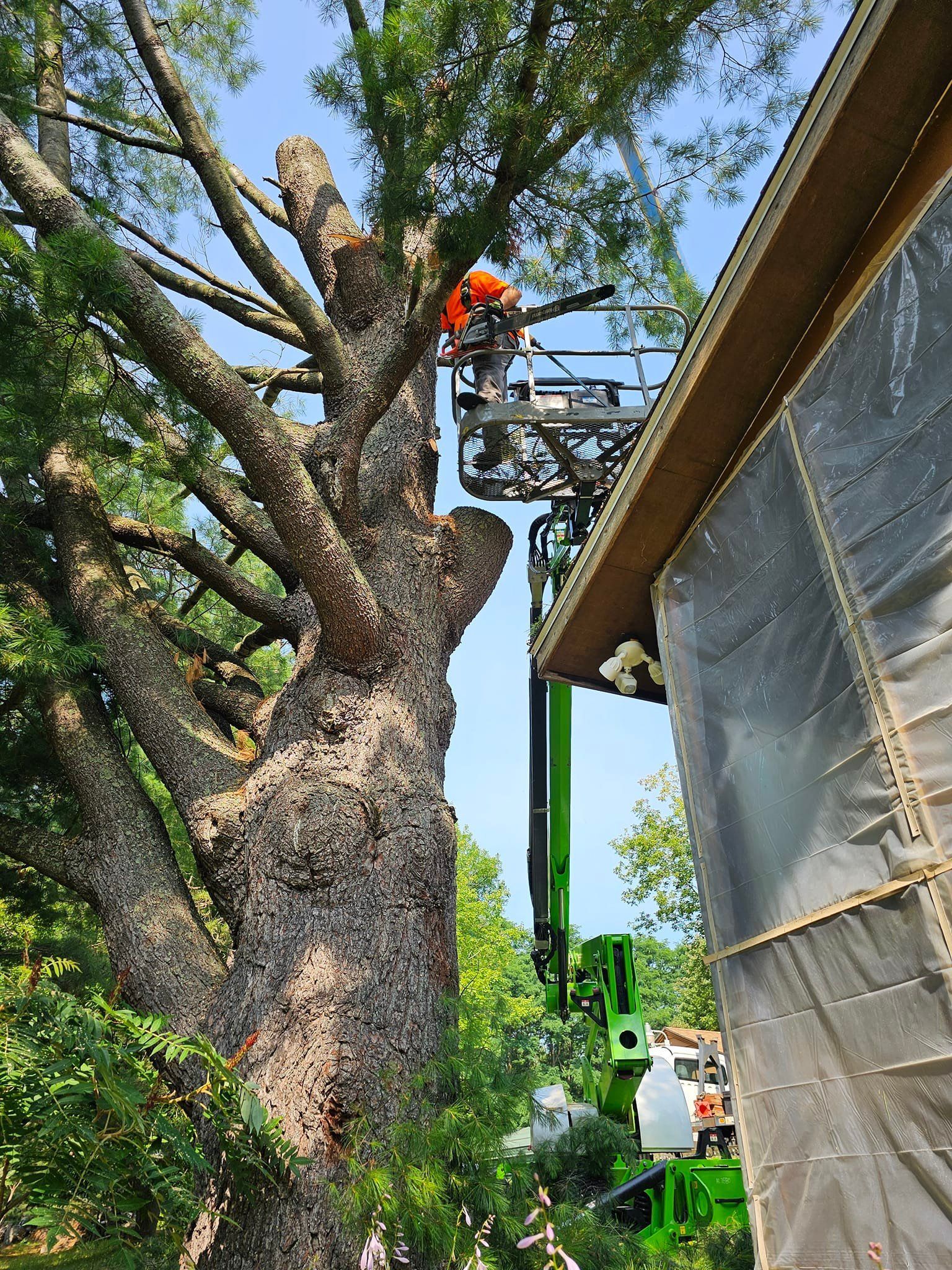 Arborist in a lift trimming a tall tree next to a house with protective covering; sunny day.