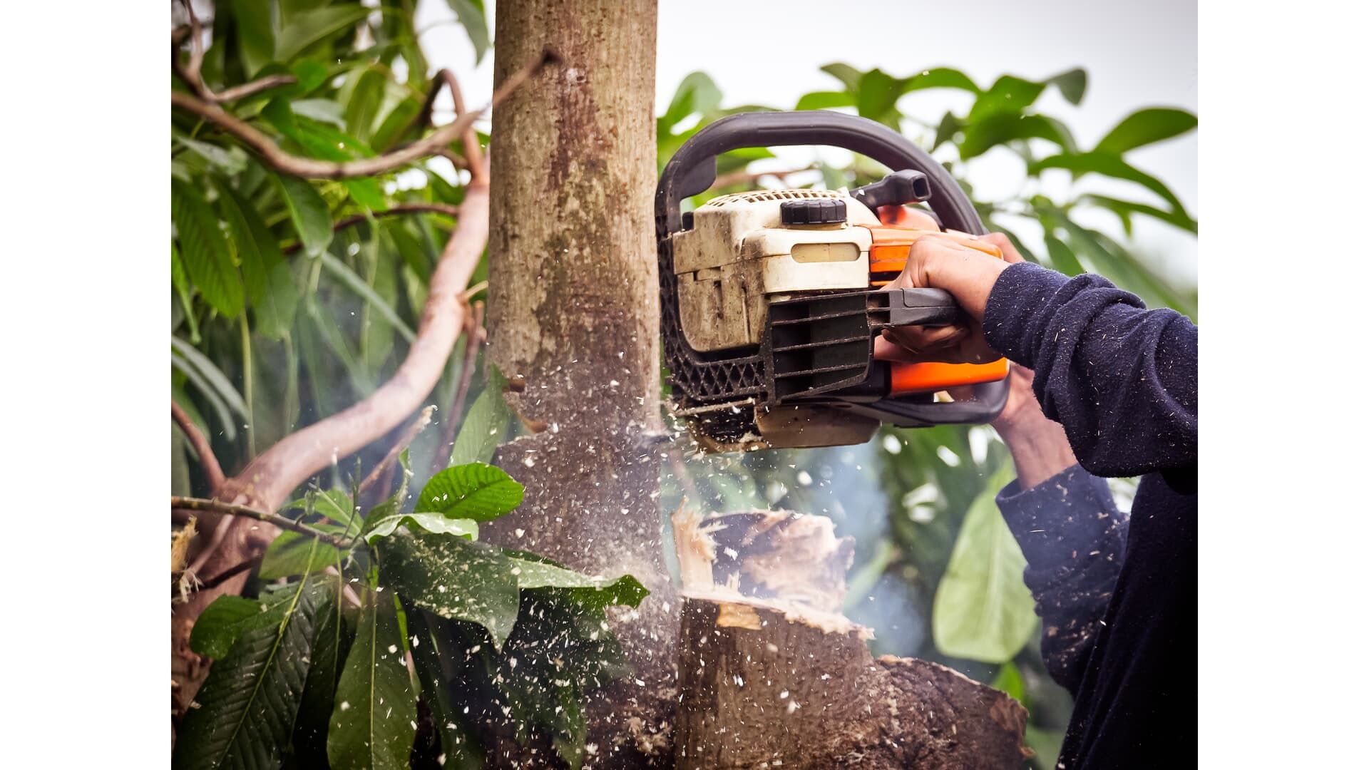 Person using a chainsaw to cut down a tree. Sawdust flies as the blade cuts into the trunk.