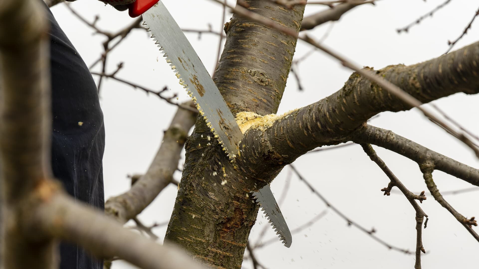 Person using a hand saw to prune a tree branch.