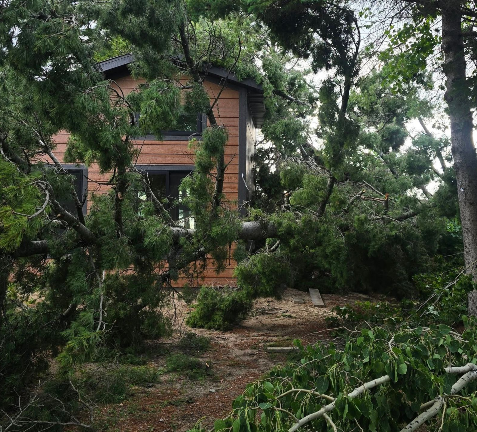 A small cabin is partially obscured by fallen trees and foliage, outdoors in a wooded area.