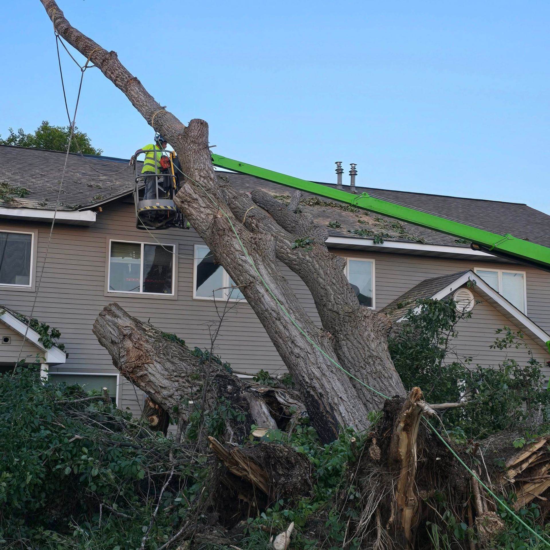 Tree removal: Workers in a lift cut a large tree near a building.