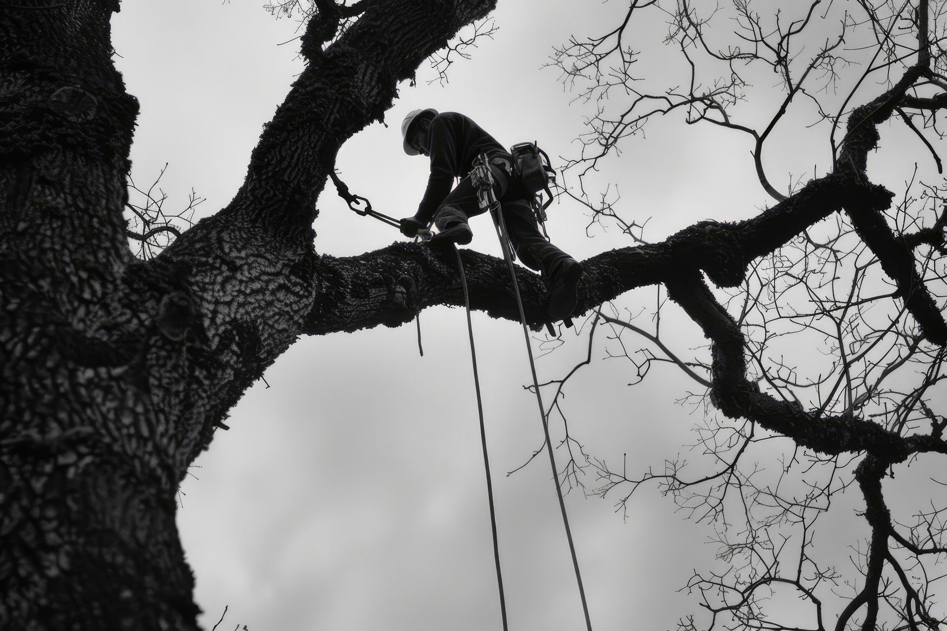 Arborist in a tree, using ropes and equipment, working on branches under a cloudy sky.