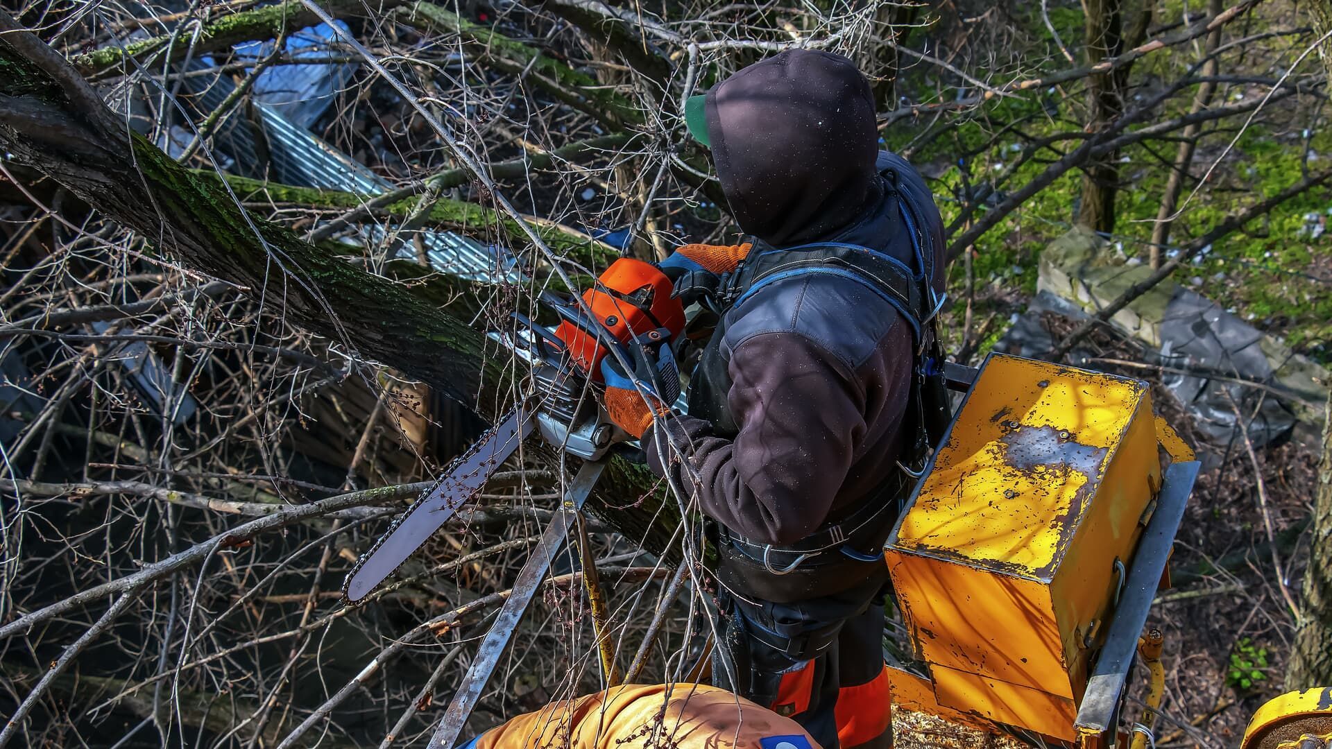 Arborist in a harness using a chainsaw to trim tree branches.
