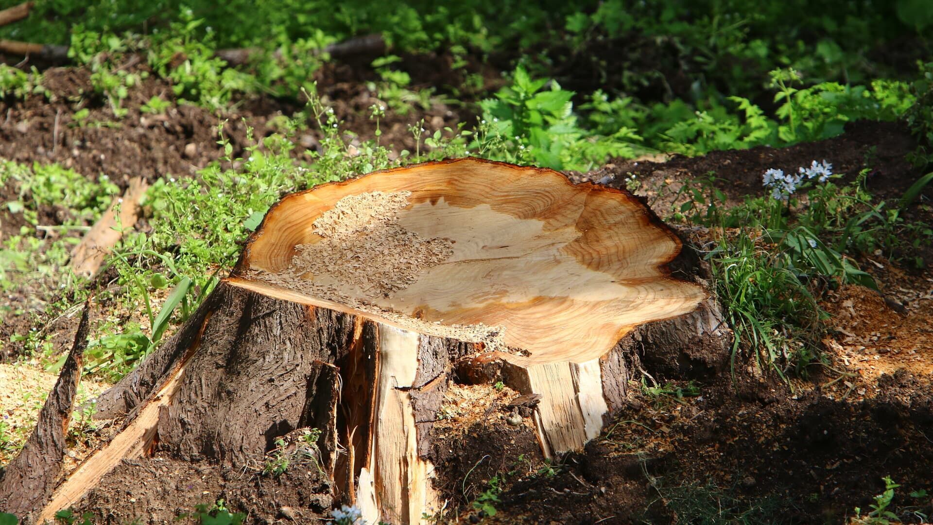 A tree stump in a forest clearing, showing the rough cut and exposed wood. Sunlight illuminates the scene.