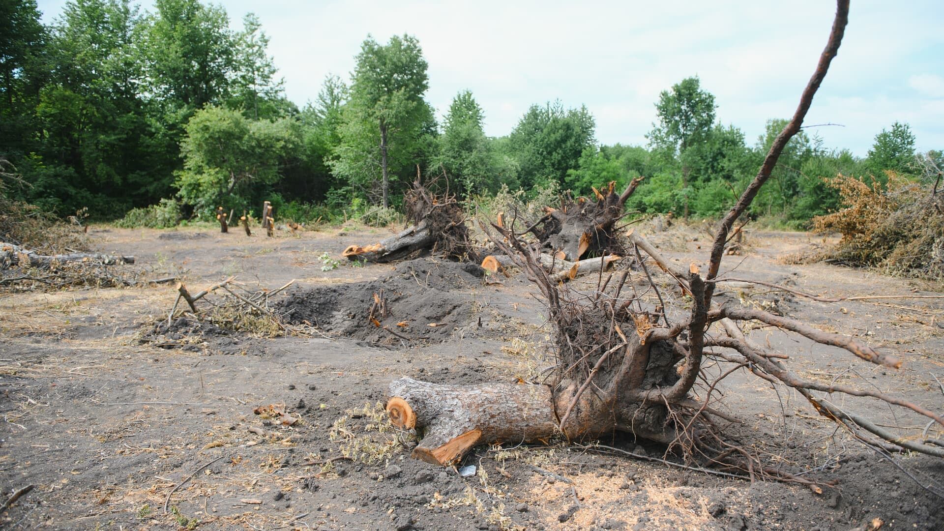 Cleared forest area with exposed tree stumps and roots.