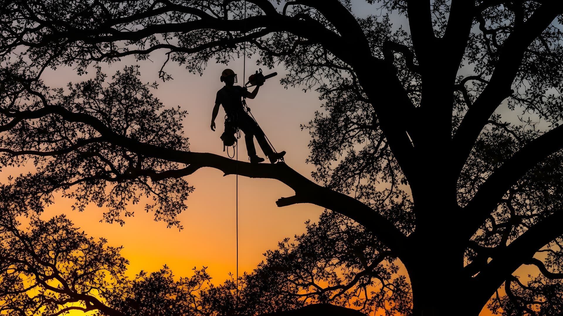 Silhouette of arborist in a tree, working with a chainsaw at sunset.
