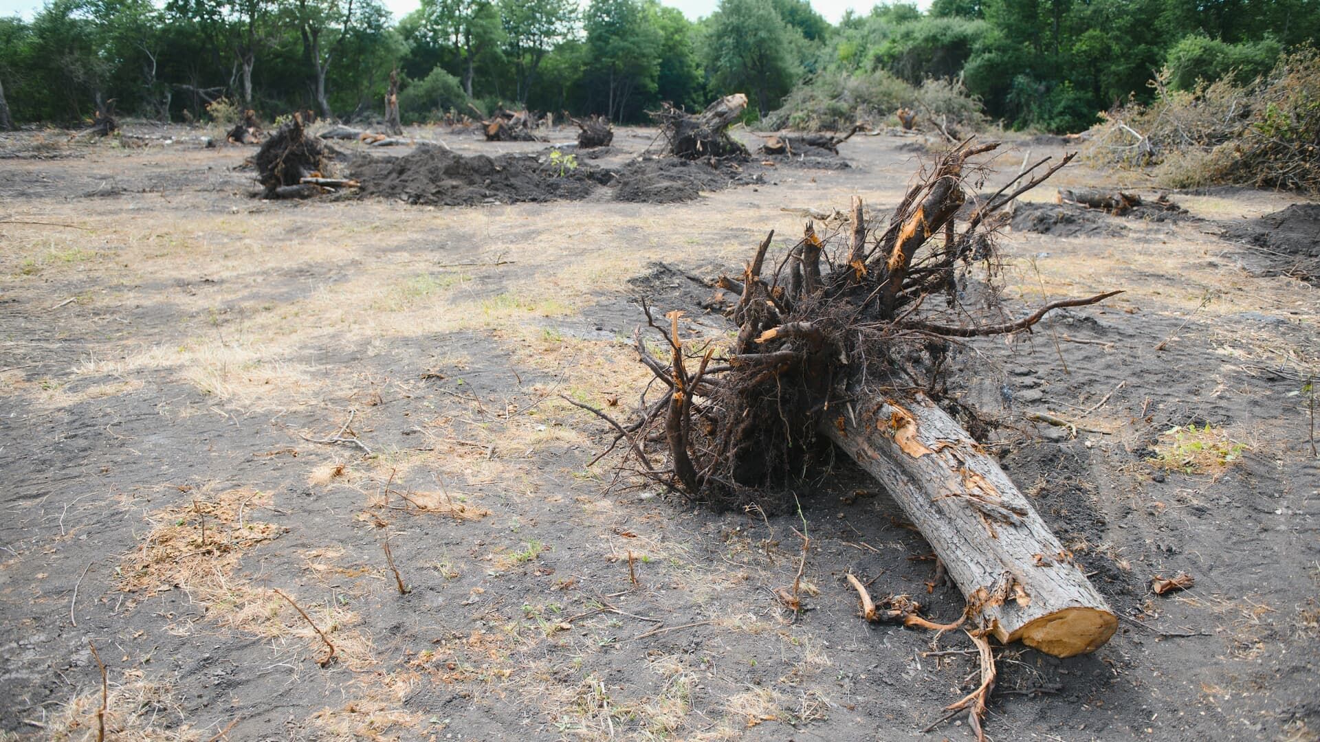 Deforested area with uprooted tree stumps and exposed roots on bare ground; trees in background.