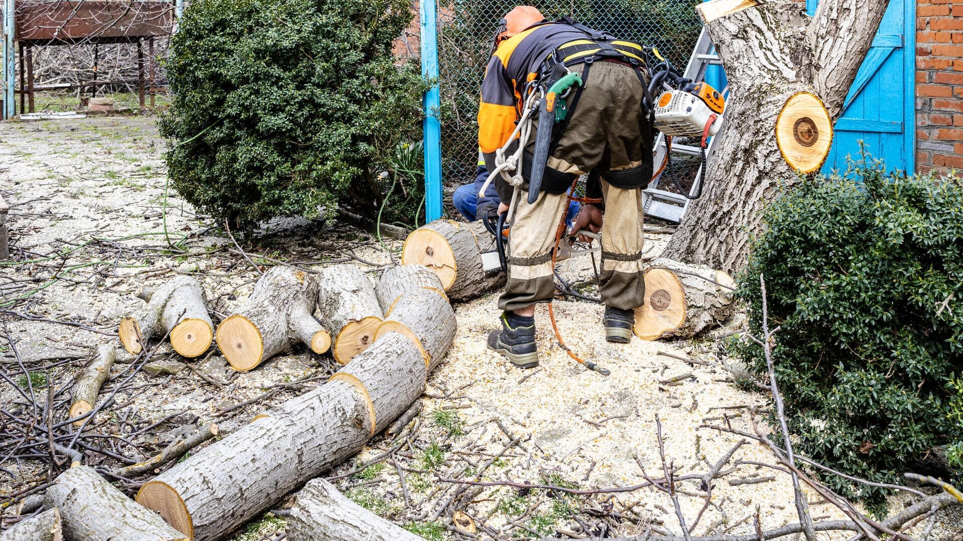 Arborist cuts tree into logs with chainsaw. Logs and sawdust surround him in a backyard setting.