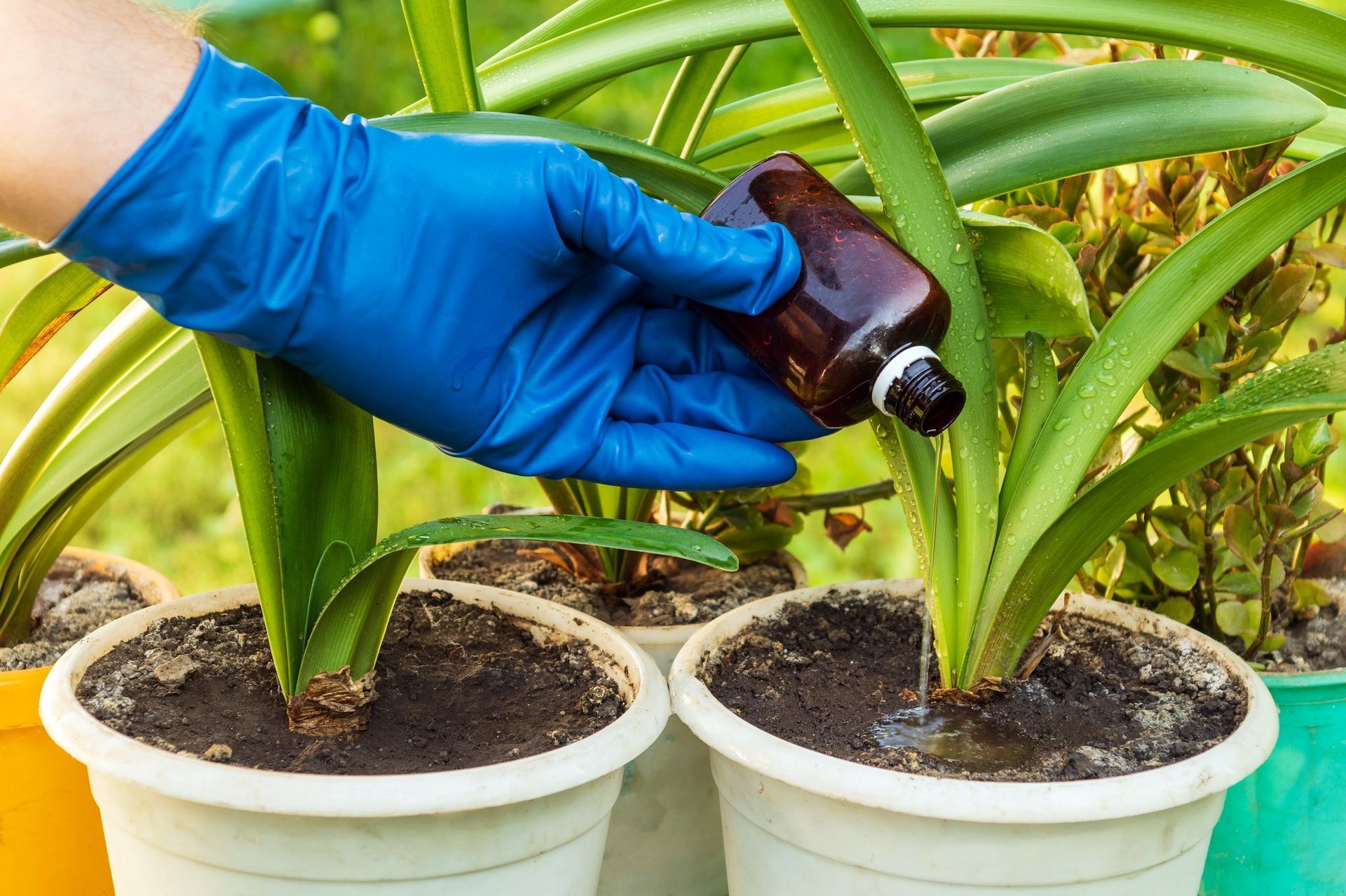 Person in blue glove pours liquid from brown bottle onto potted plant.