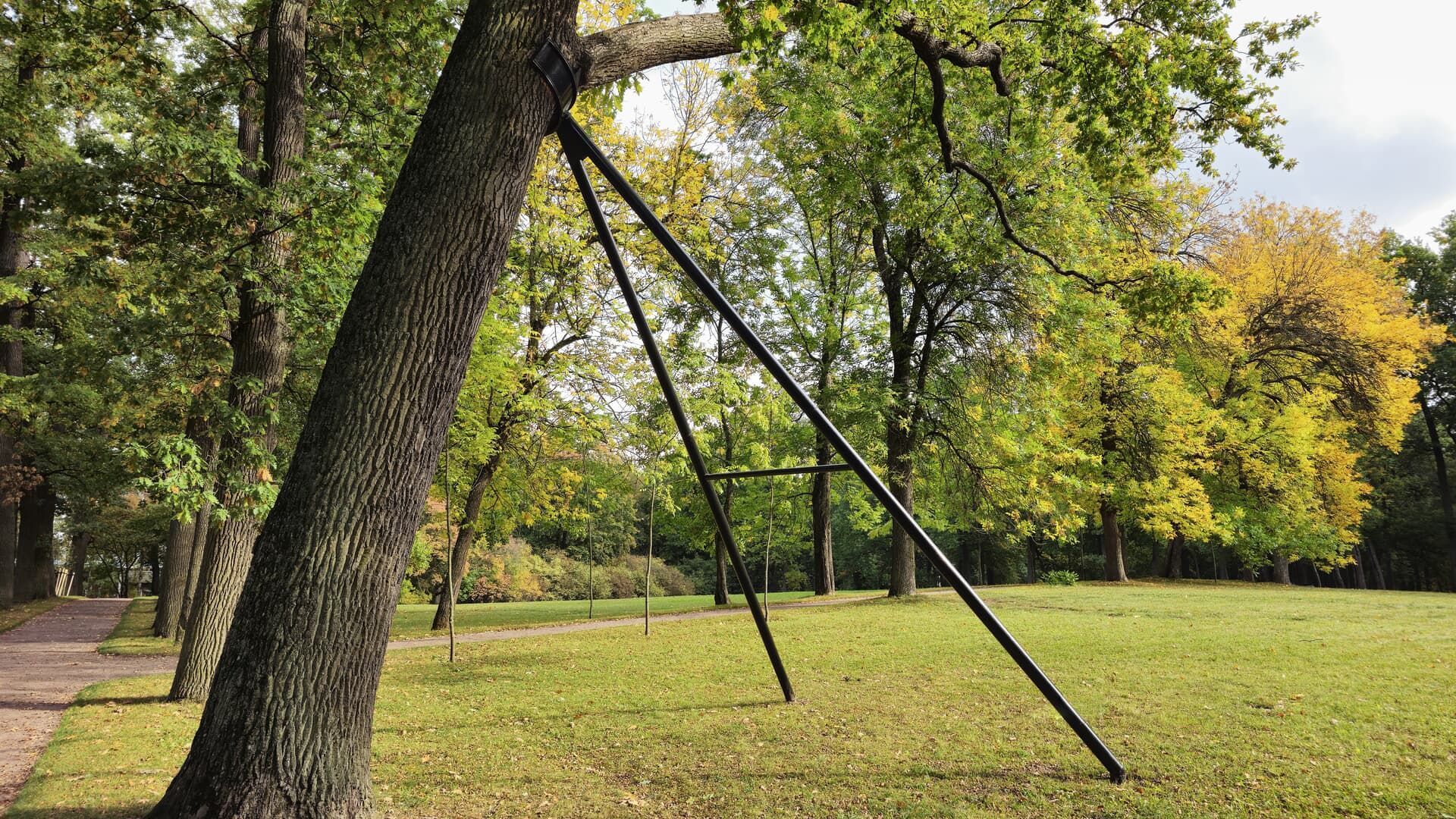 Tree trunk supported by metal braces in a grassy park, other trees in the background.