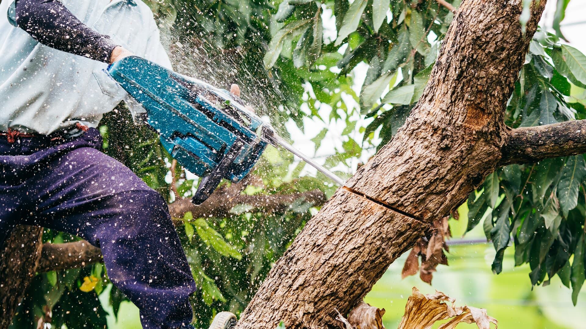 Person using a blue chainsaw to cut a tree branch; wood chips flying.