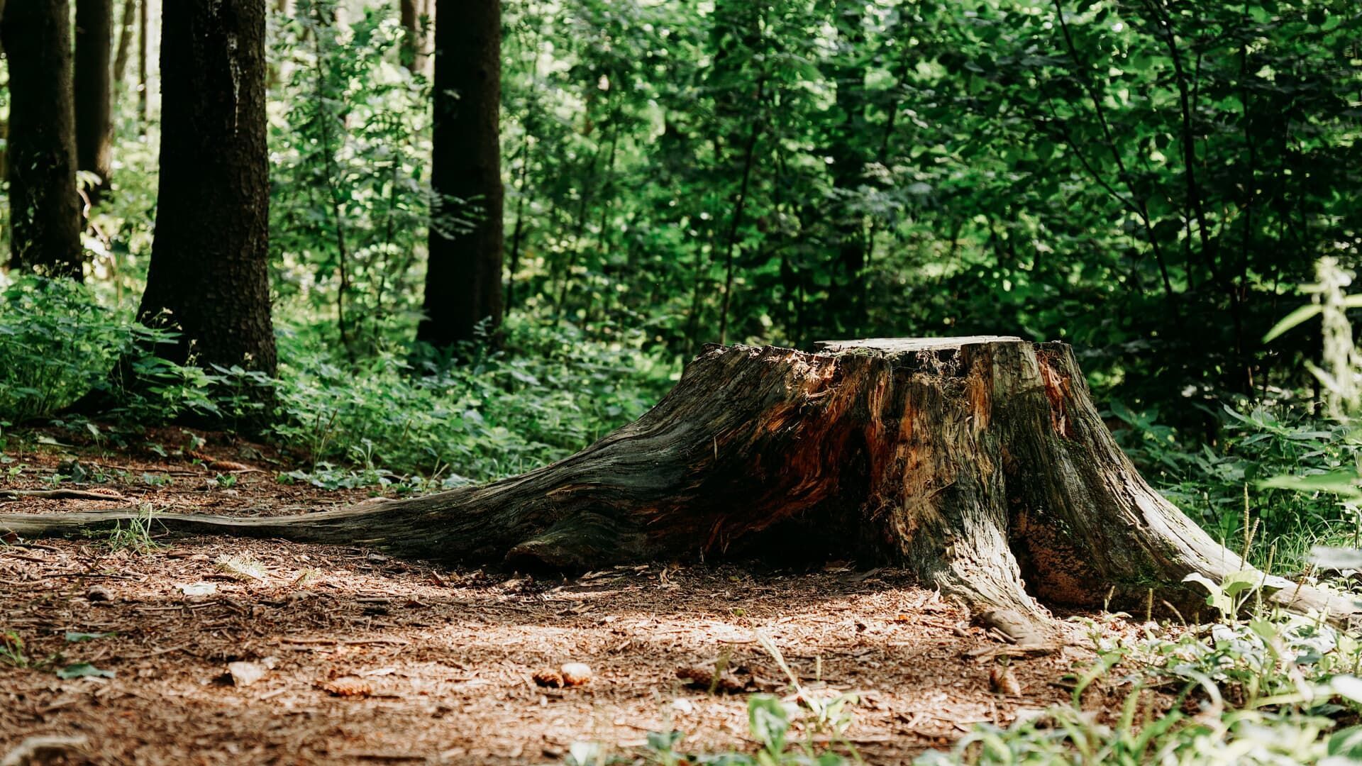 Tree stump in a forest clearing with dark green trees in the background and brown leaves on the ground.