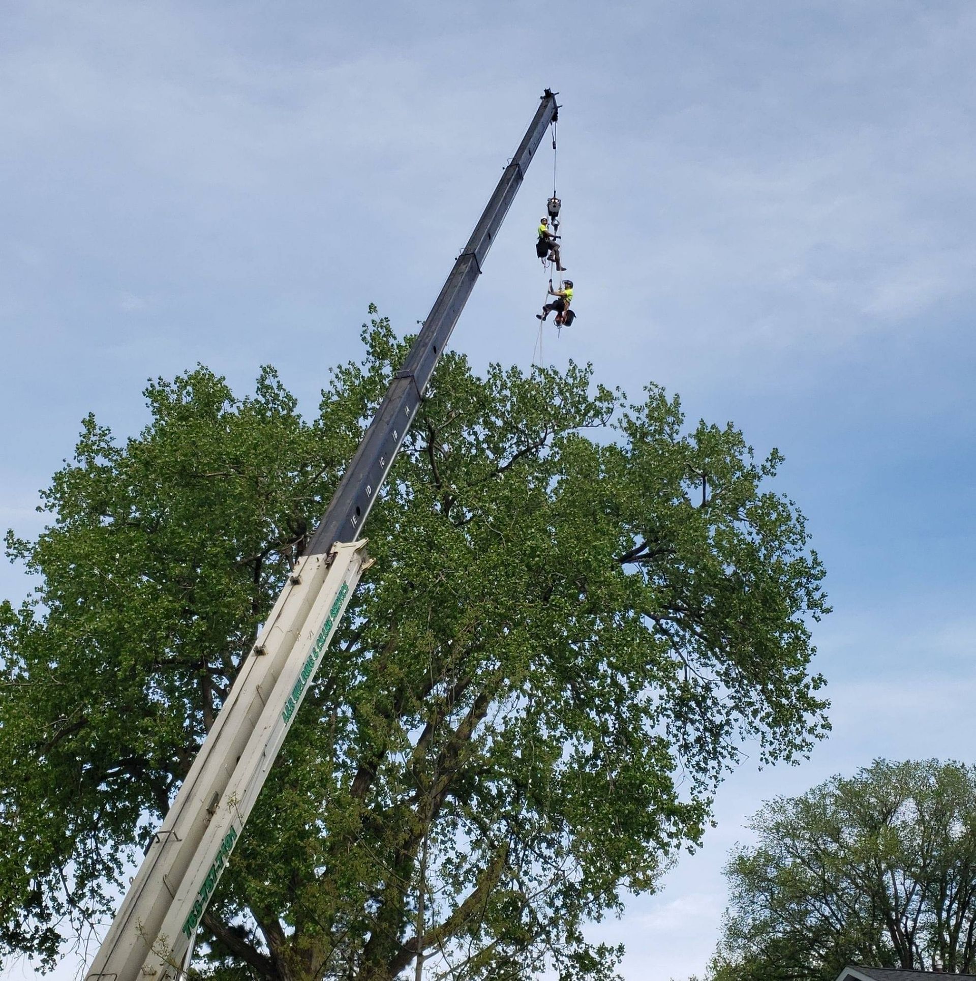 Two people in harnesses are suspended from a crane, near a large tree.