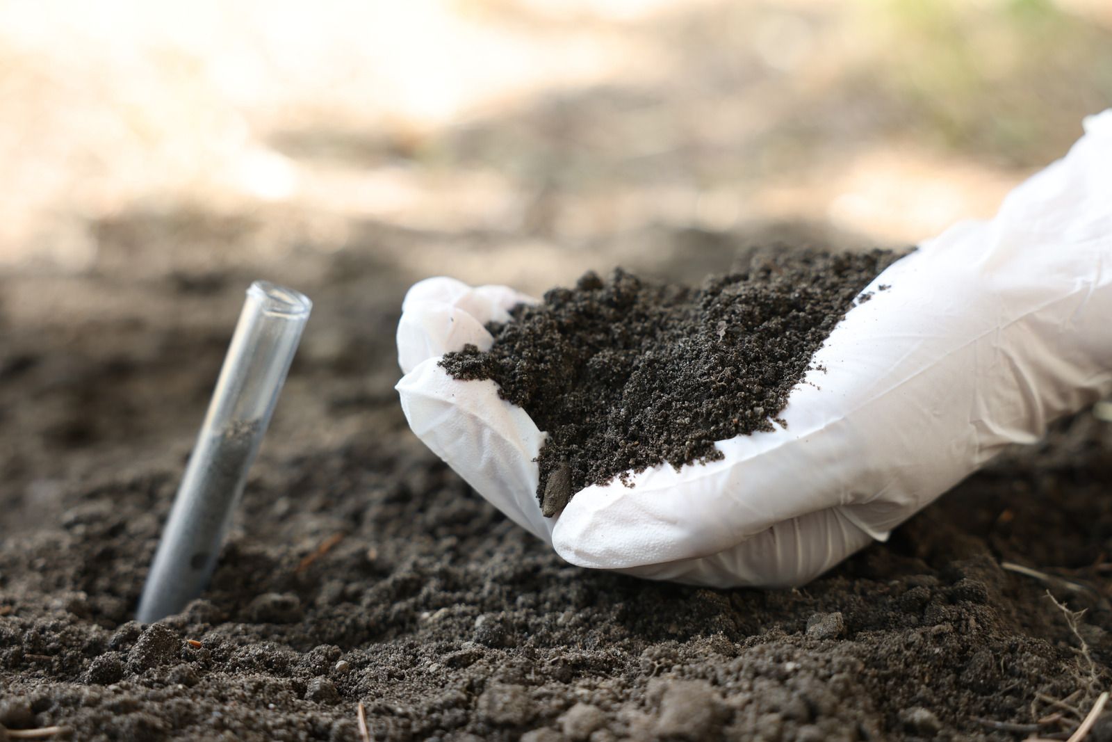 Gloved hand holding dark soil above a soil sample test tube in the ground.