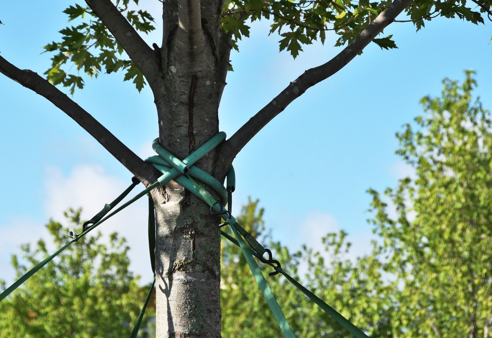 Tree trunk secured with green straps and stakes, against a blue sky.
