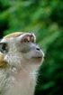 A close up of a monkey looking up at the sky.