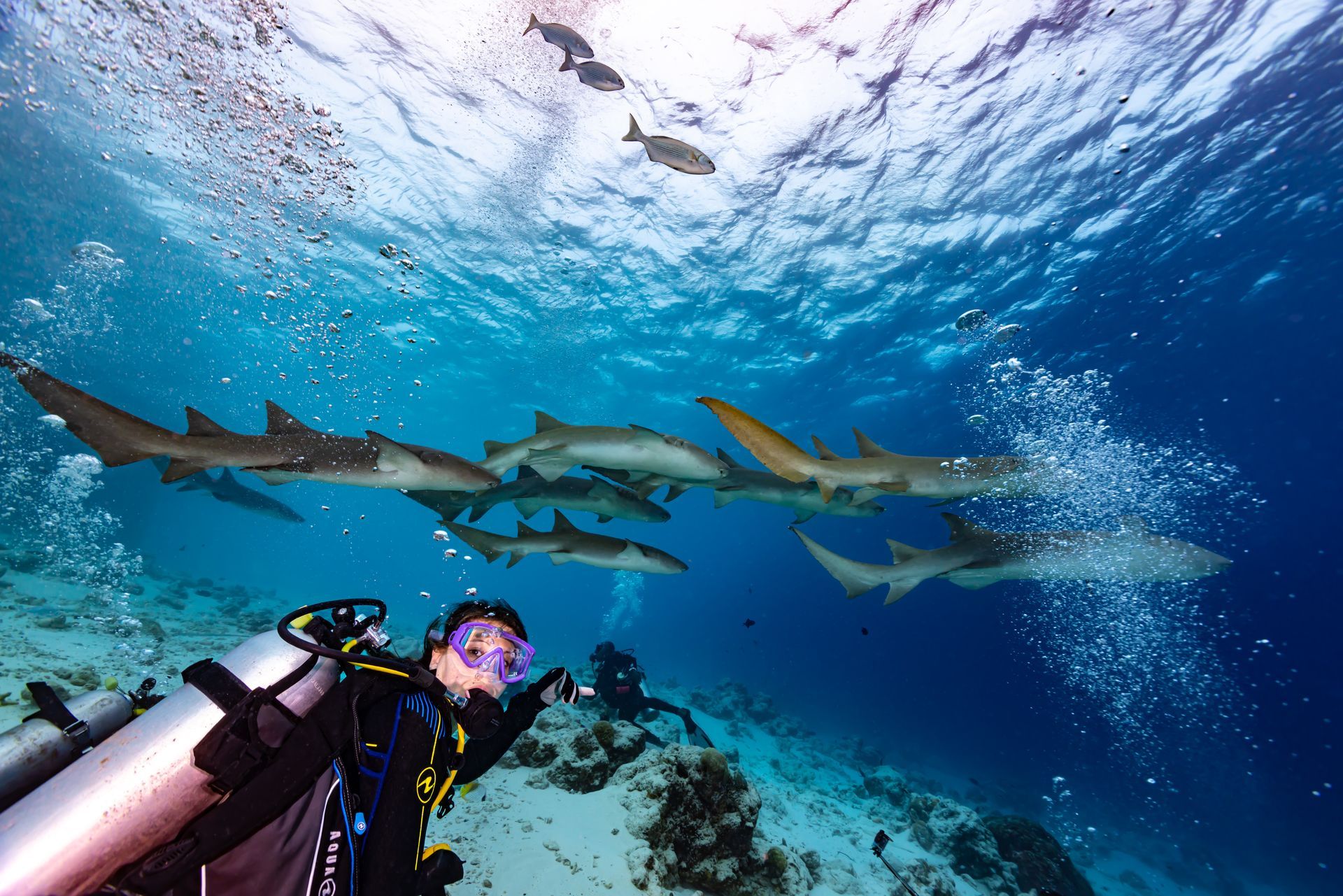 A scuba diver is surrounded by sharks in the ocean