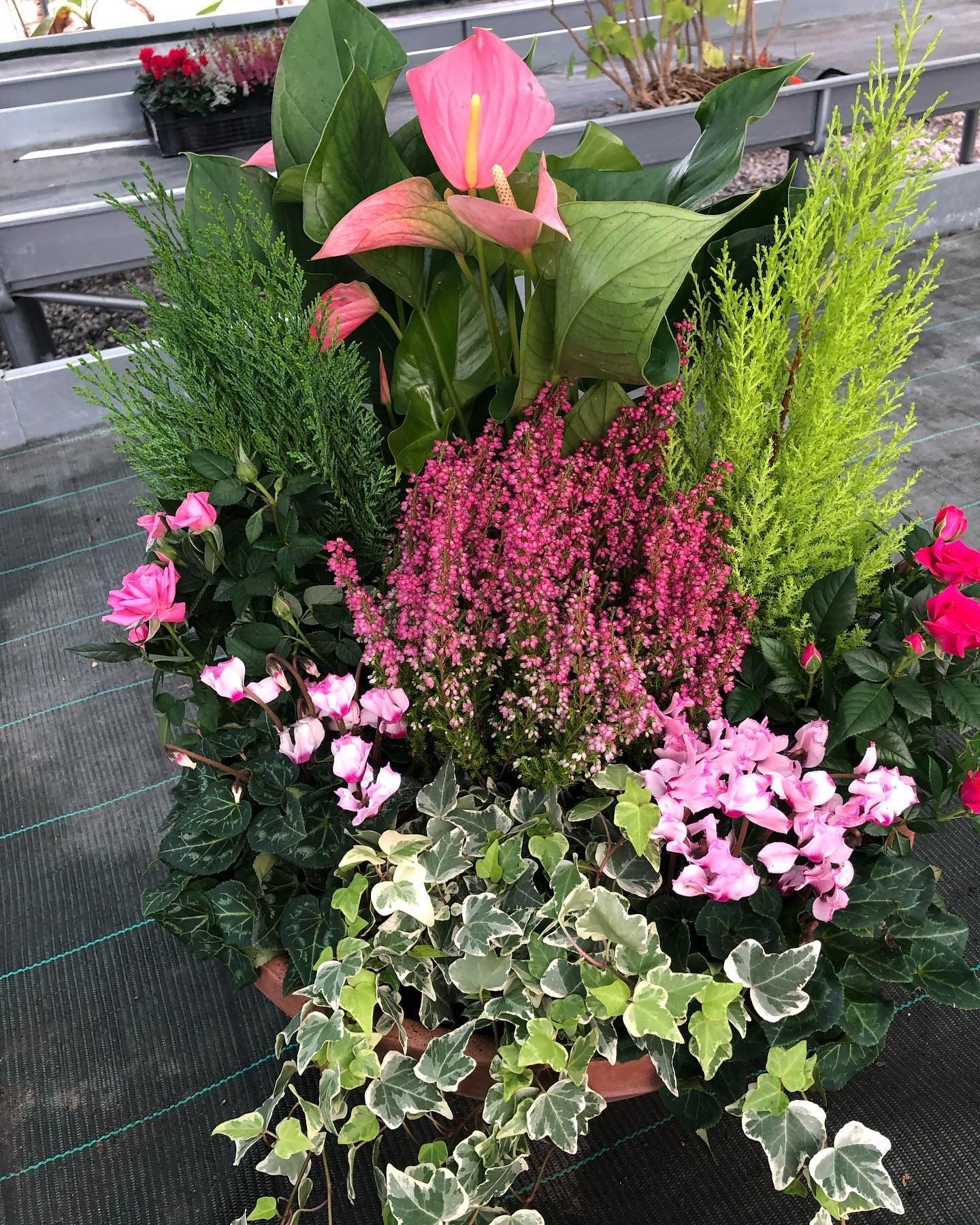 fiori e piante - foto 5