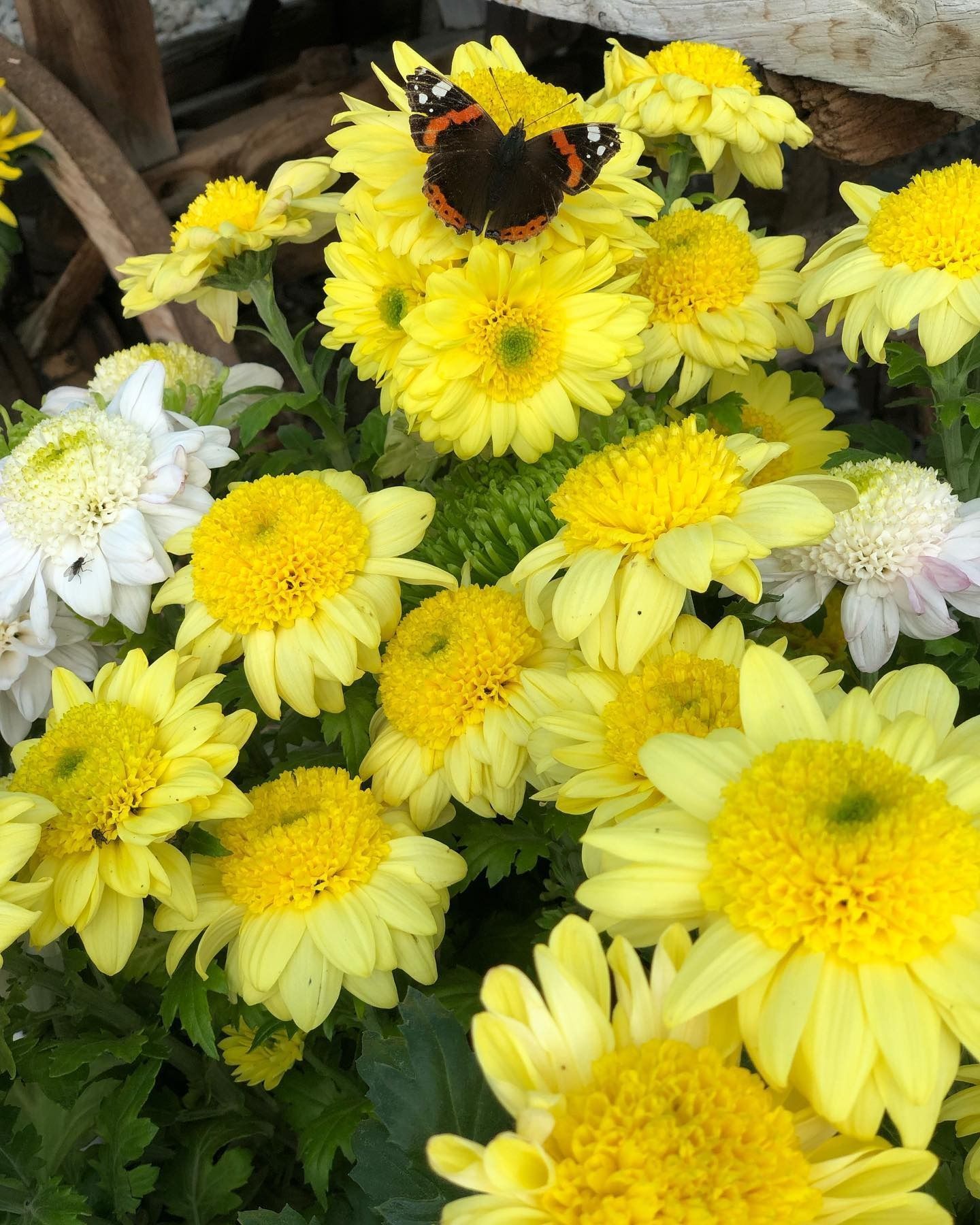 fiori e piante - foto 1