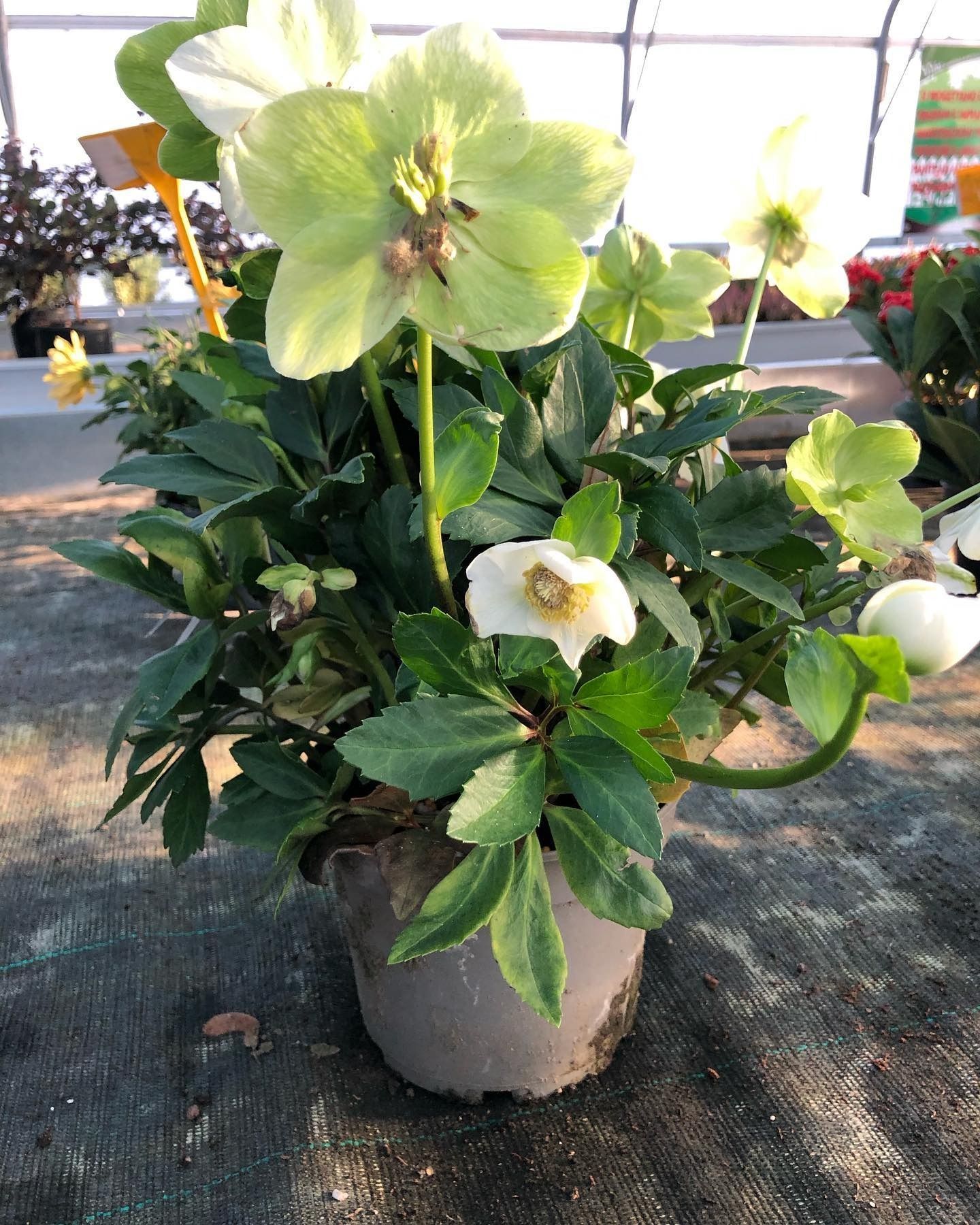 fiori e piante - foto 3