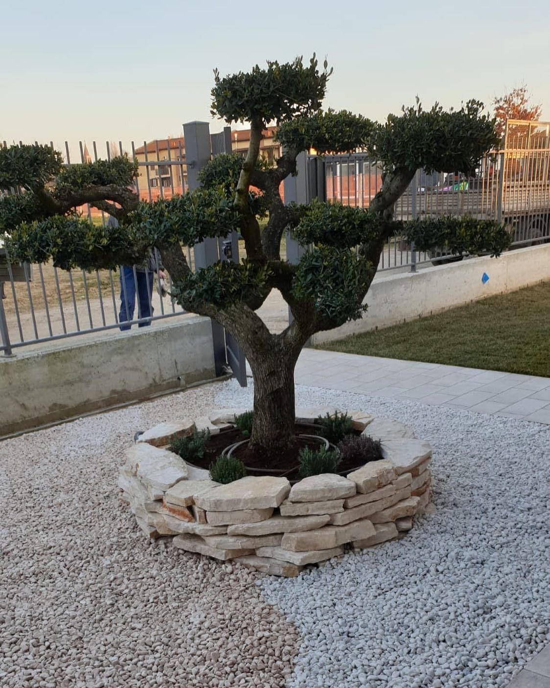 albero incastonato nella pietra