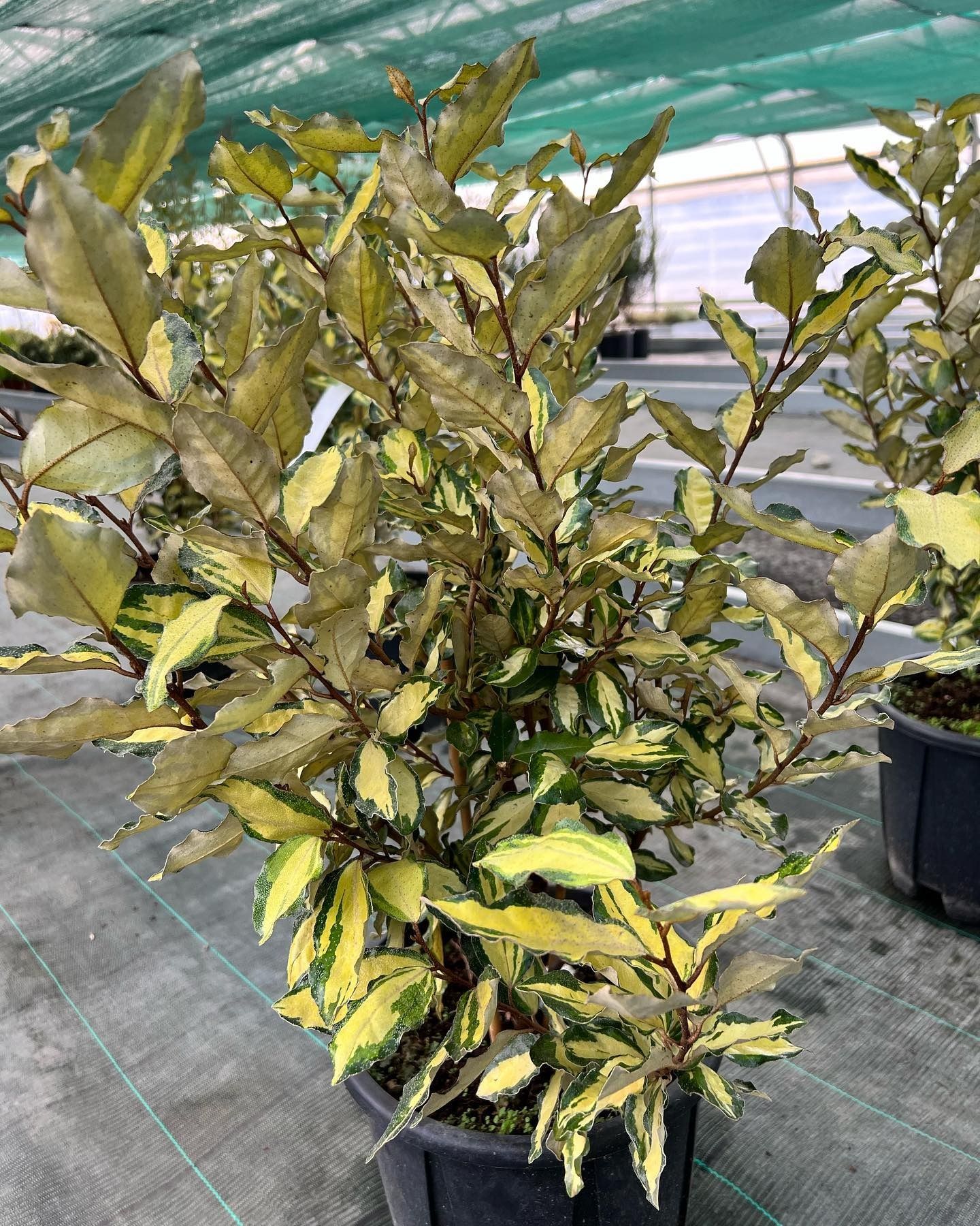 fiori e piante - foto 2