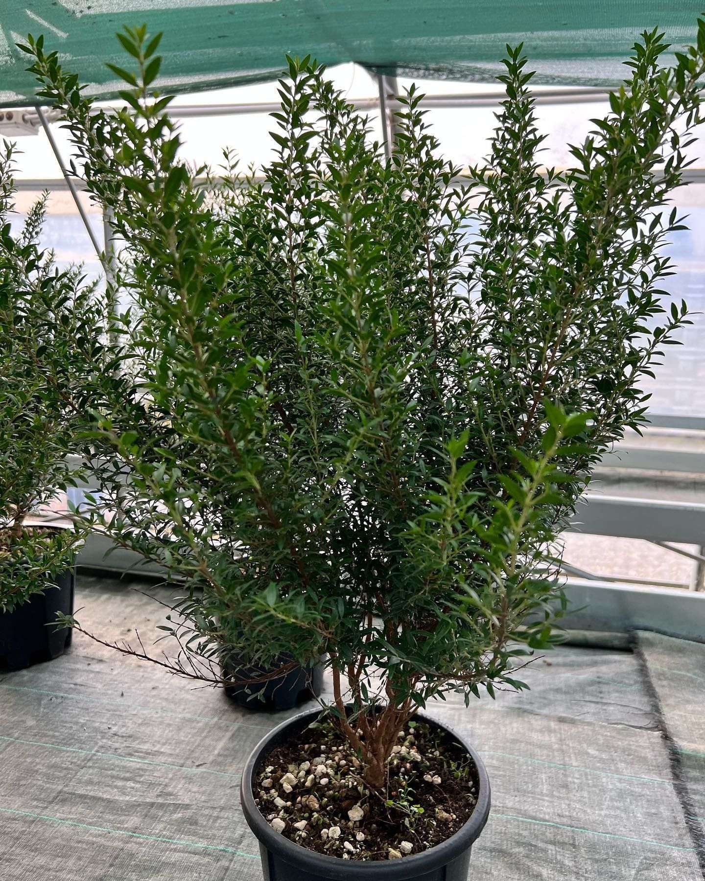 fiori e piante - foto 8