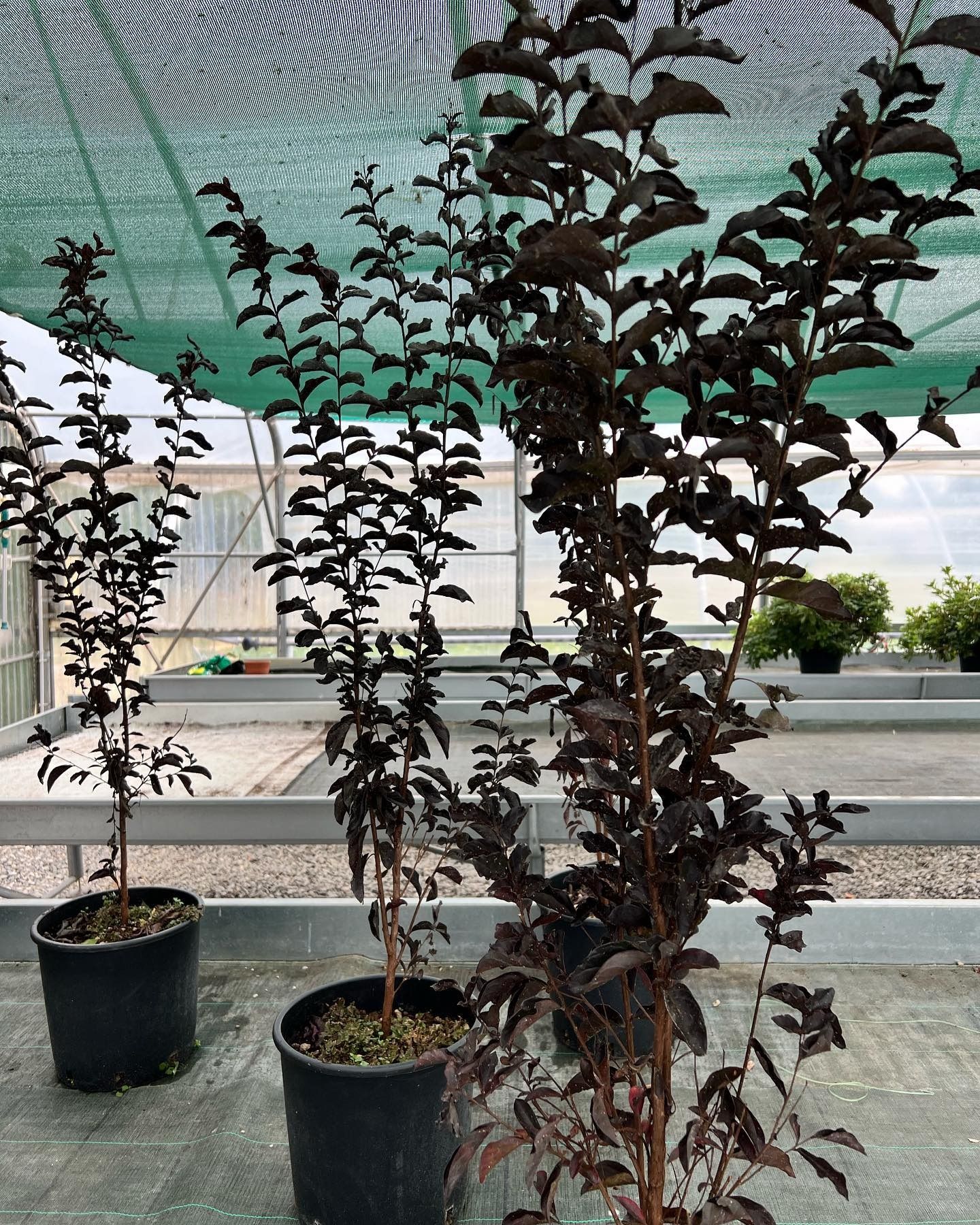 fiori e piante - foto 6