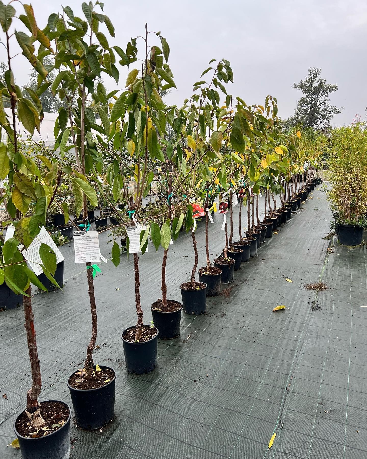 fiori e piante - foto 4