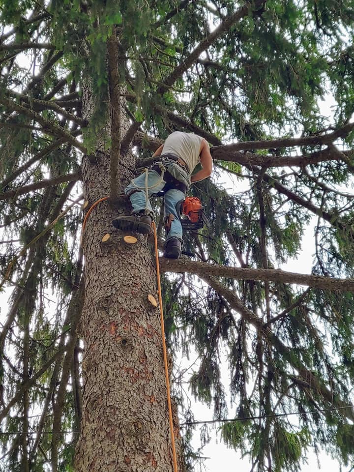 Man Climbing Tree — Mount Holly Springs, PA — Rustyn Page Landscaping