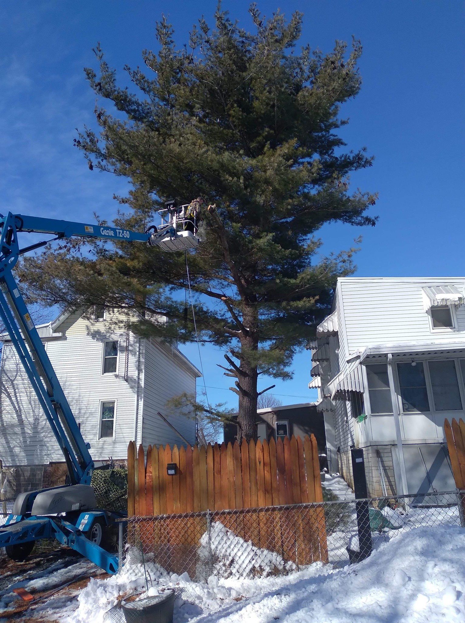 Tall Tree In Snow — Mount Holly Springs, PA — Rustyn Page Landscaping
