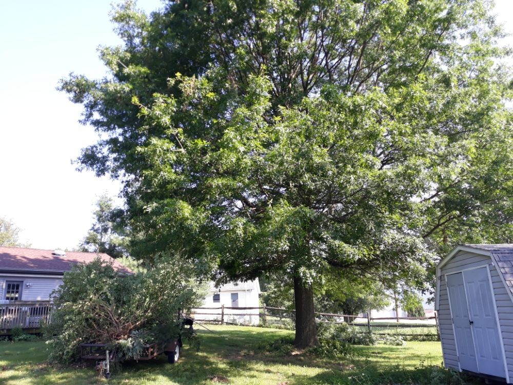 Tree Planting — Mount Holly Springs, PA — Rustyn Page Landscaping