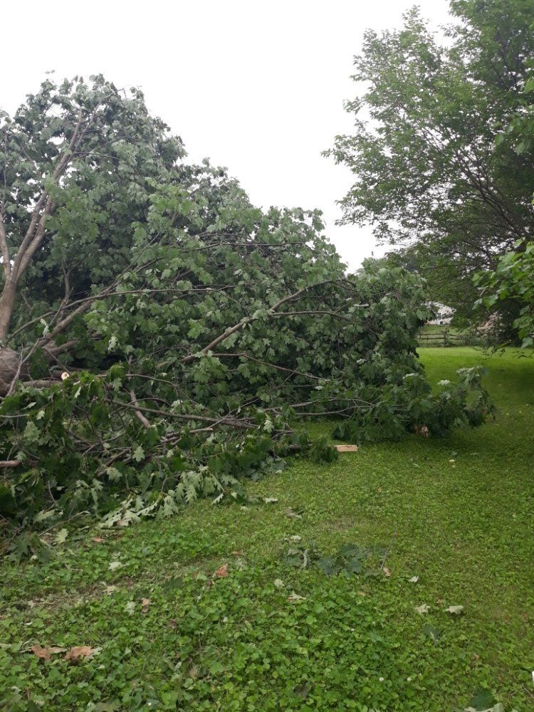 Down Trees — Mount Holly Springs, PA — Rustyn Page Landscaping