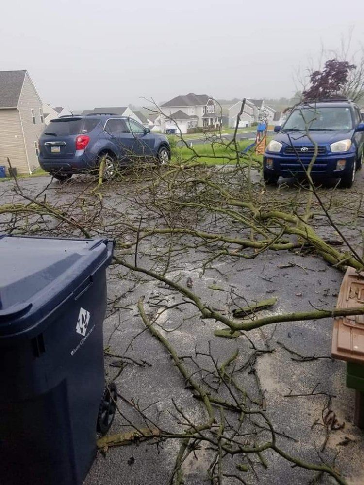 Green Trunks On Way — Mount Holly Springs, PA — Rustyn Page Landscaping