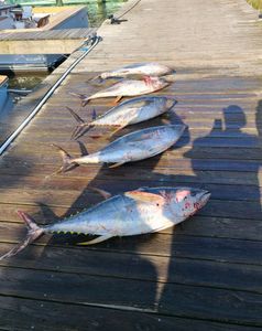 A group of fish sitting on top of a wooden dock.