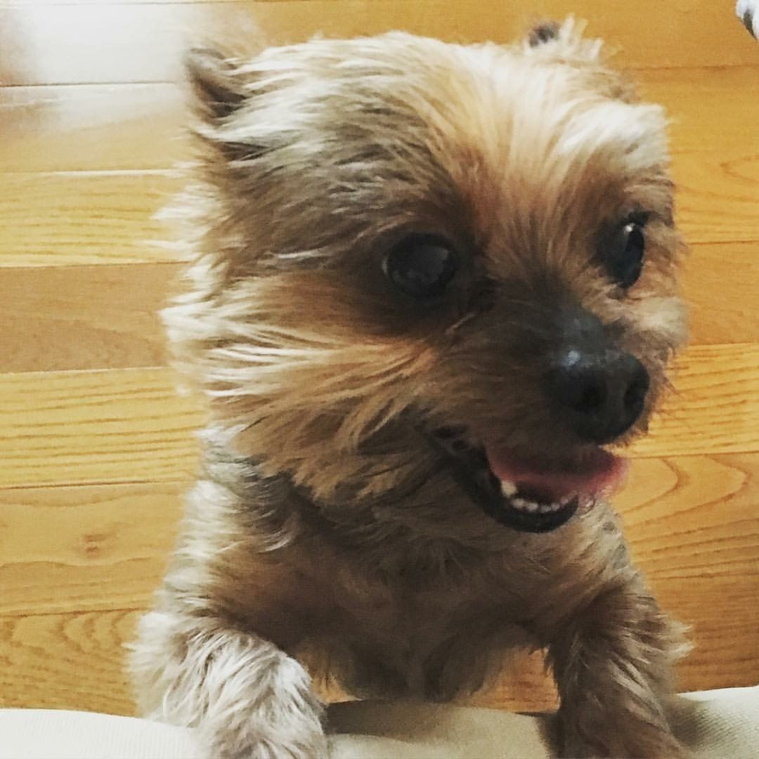 Small Yorkie looks like it is smiling for the camera.