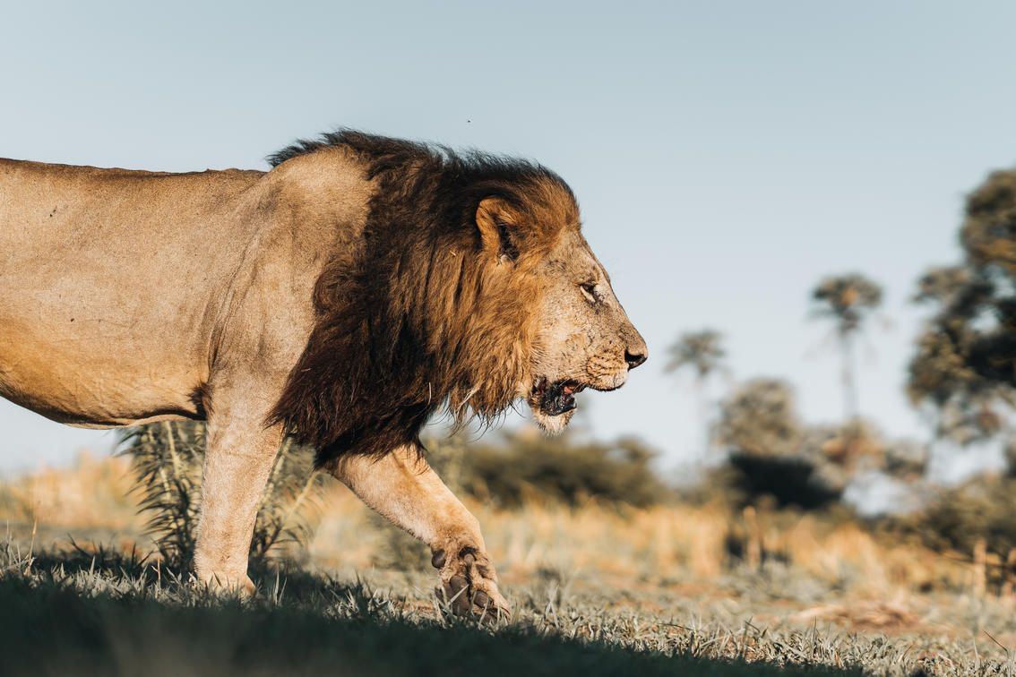 A male lion with a thick dark mane walks across a grassy field under a bright sky.