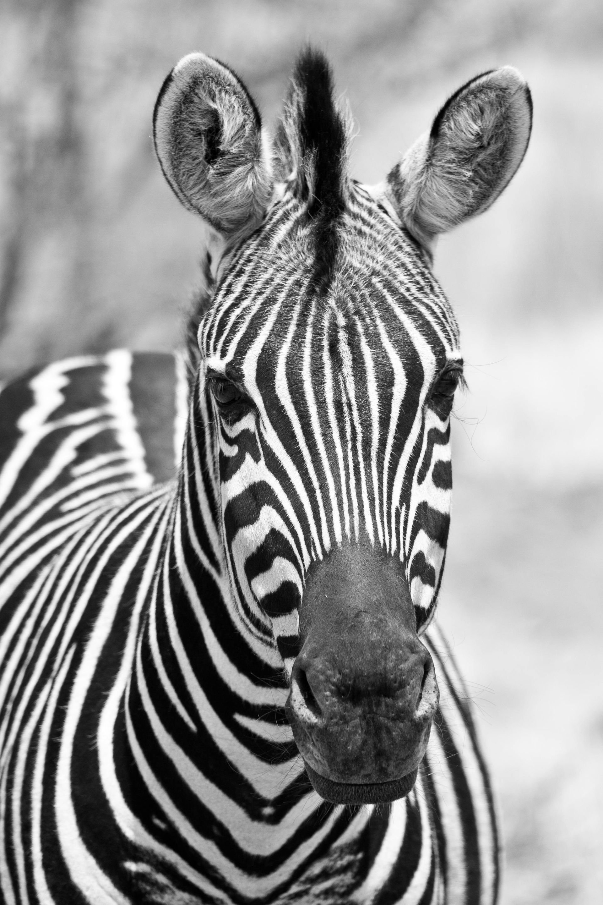 A black-and-white close-up portrait of a zebra facing forward, showing its distinctive striped pattern.