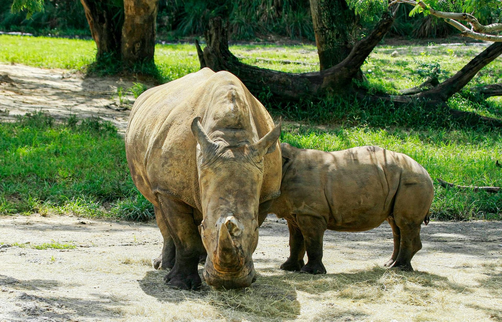 A large rhinoceros stands next to its smaller calf in a grassy outdoor area with trees in the background.