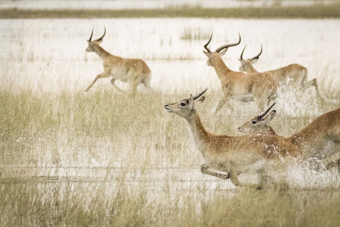 A herd of lechwe antelopes splashing and running through shallow, grassy marshland.