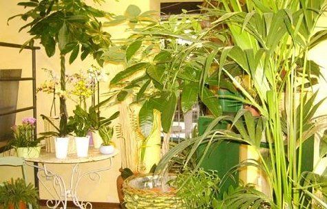 Piante in esposizione