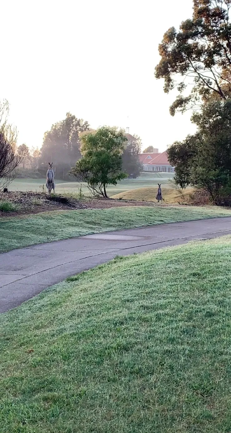 two kangaroos in a park.