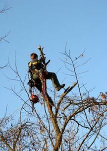 Tree Climber in Theodore, Alabama
