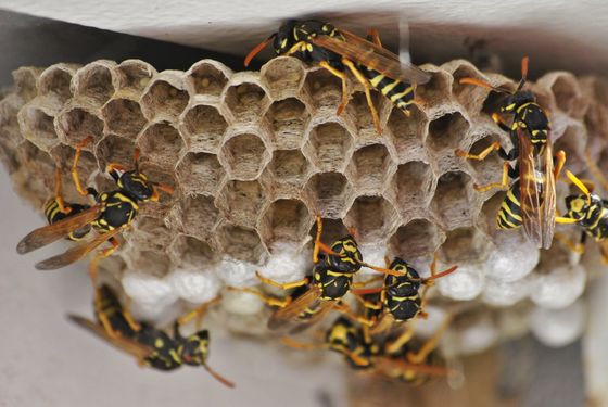Pest Control — Exterminator In Work in Newark, OH