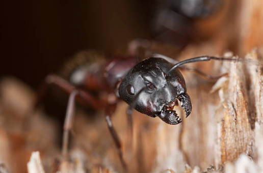 Stinkbugs — Exterminator Spraying Pesticide In Kitchen in Newark, OH
