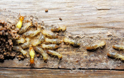 Roaches — Spraying Pesticide On Window Corner in Newark, OH