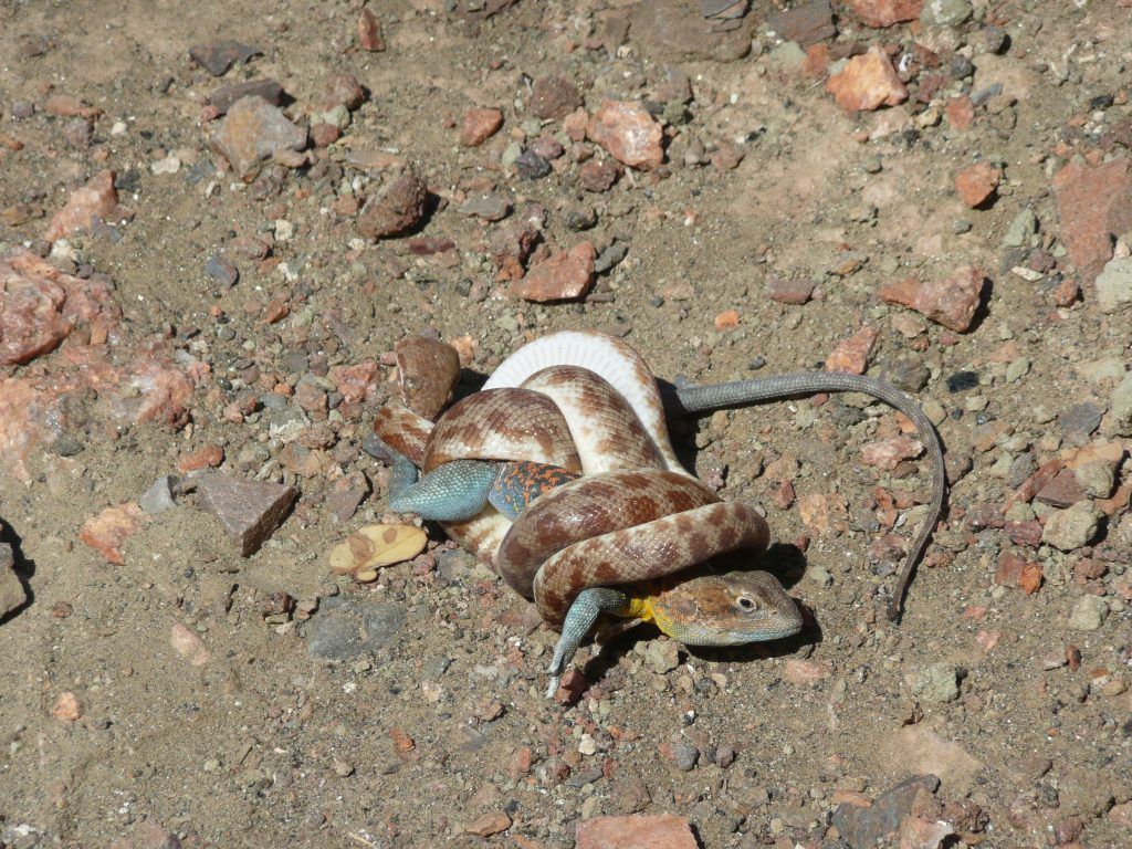 Snake eating lizard at Arkaroola