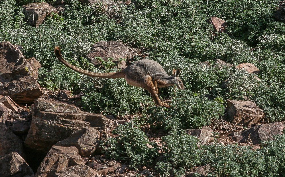 Yellow-footed rock wallaby hopping Flinders Ranges