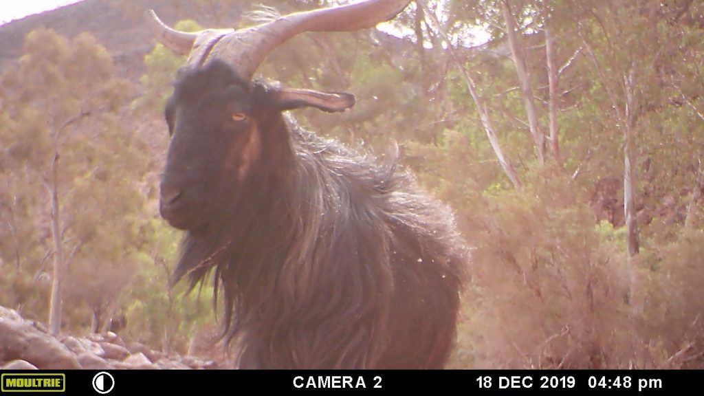 Conservation Arkaroola Wilderness Sanctuary Feral Goats