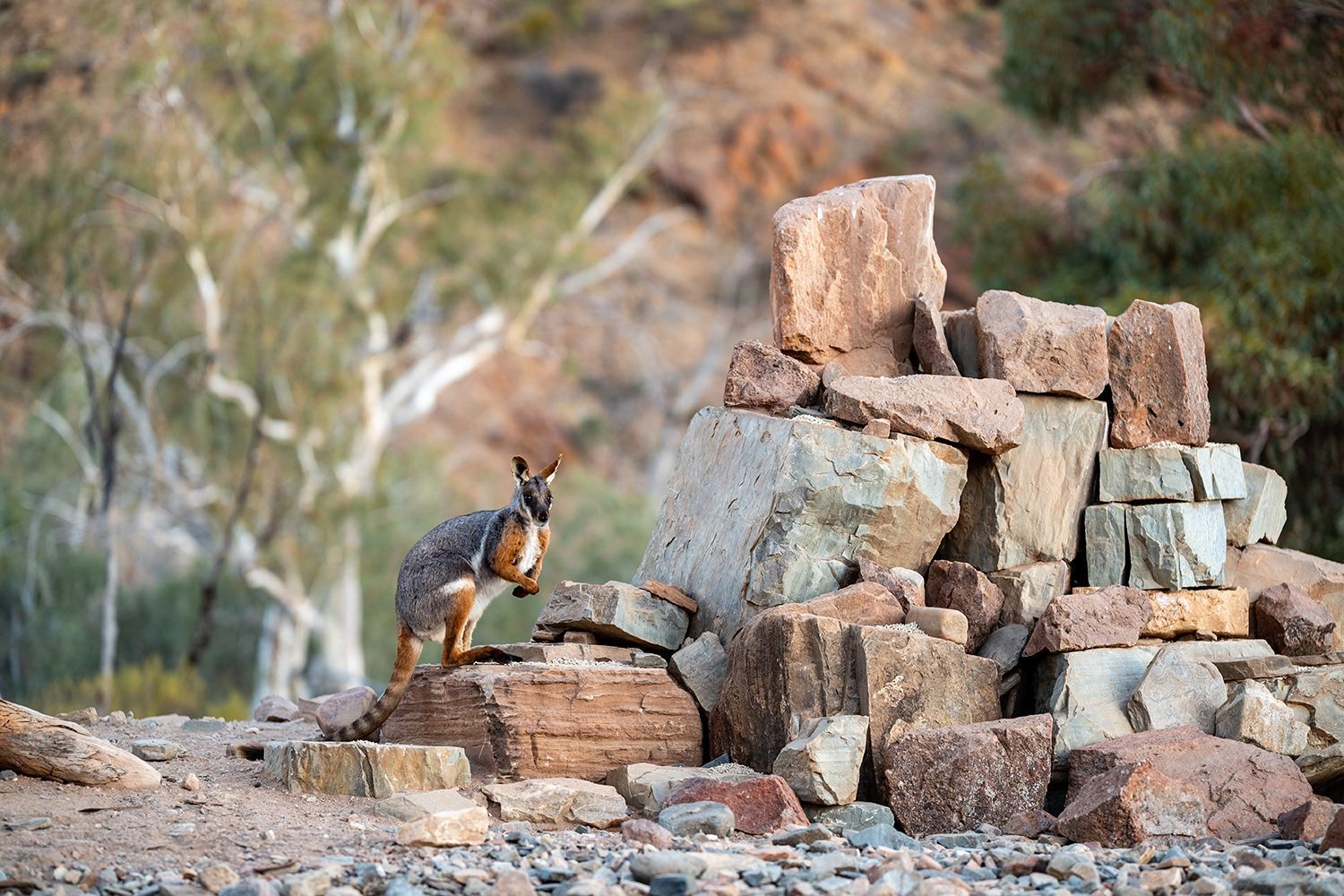 A yellow footed rock wallaby is standing on top of a pile of rocks.